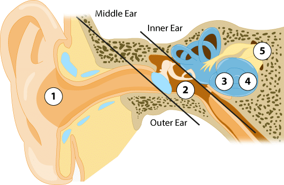 How the Ear Works